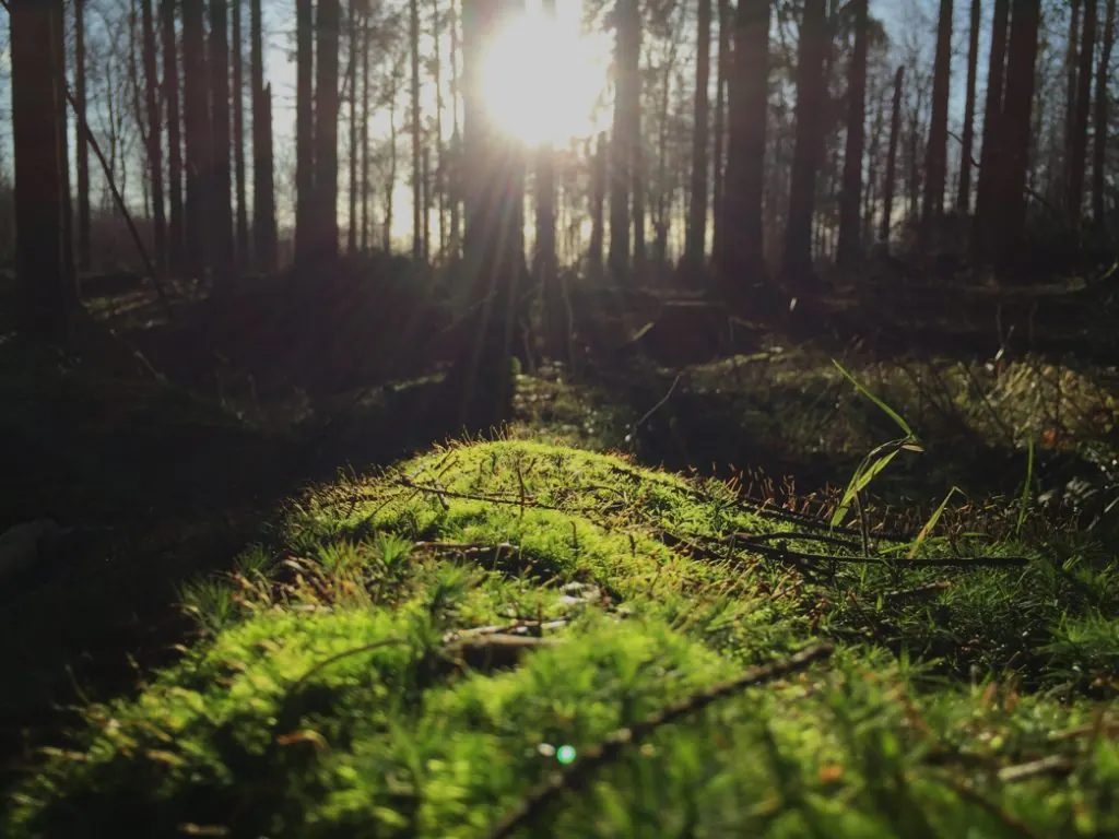Morning light through the trees in the woods behind the houses